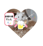 ハムすた ざらめちゃん♪（個別スタンプ：24）
