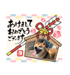 柴犬 Nobunaga（個別スタンプ：38）