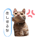 悟空と銀のお話2！！（個別スタンプ：12）