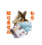 ライオンラビットのモカさん2（個別スタンプ：7）