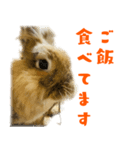 ライオンラビットのモカさん2（個別スタンプ：15）