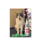キジ白サンちゃん（個別スタンプ：1）