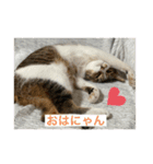 キジ白サンちゃん（個別スタンプ：2）