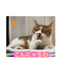 キジ白サンちゃん（個別スタンプ：3）