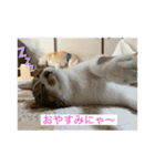 キジ白サンちゃん（個別スタンプ：4）
