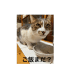 キジ白サンちゃん（個別スタンプ：6）
