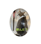 キジ白サンちゃん（個別スタンプ：7）