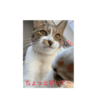 キジ白サンちゃん（個別スタンプ：9）