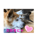 キジ白サンちゃん（個別スタンプ：12）