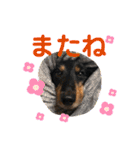 チョココの可愛いスタンプ（個別スタンプ：7）