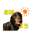 チョココの可愛いスタンプ（個別スタンプ：9）