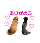 チョココの可愛いスタンプ（個別スタンプ：10）