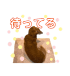 チョココの可愛いスタンプ（個別スタンプ：11）