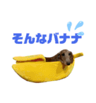 チョココの可愛いスタンプ（個別スタンプ：15）