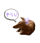 チョココの可愛いスタンプ（個別スタンプ：18）