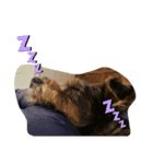 しゅな犬（個別スタンプ：1）