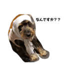 しゅな犬（個別スタンプ：3）
