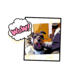 しゅな犬（個別スタンプ：4）
