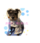 しゅな犬（個別スタンプ：8）