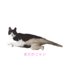 MARU_chan ここだよ！（個別スタンプ：1）