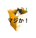 MARU_chan ここだよ！（個別スタンプ：8）