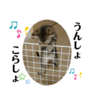 ひまわり にゃん（個別スタンプ：2）