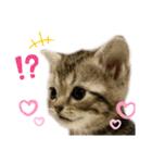 ひまわり にゃん（個別スタンプ：4）