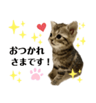 ひまわり にゃん（個別スタンプ：8）