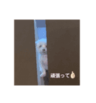 我が家のアイドル.ココ2（個別スタンプ：3）