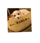 我が家のアイドル.ココ2（個別スタンプ：4）
