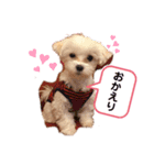 我が家のアイドル.ココ2（個別スタンプ：7）