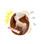 我が家のアイドル.ココ2（個別スタンプ：8）