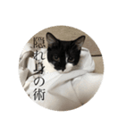 NinjaCatミライ02（個別スタンプ：1）