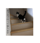NinjaCatミライ02（個別スタンプ：2）