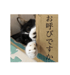 NinjaCatミライ02（個別スタンプ：6）