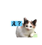 Yocchi’s life（個別スタンプ：3）