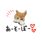 しばキャッツ（個別スタンプ：2）