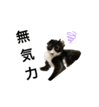 しばキャッツ（個別スタンプ：3）