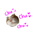 しばキャッツ（個別スタンプ：5）