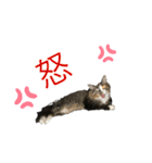 しばキャッツ（個別スタンプ：9）
