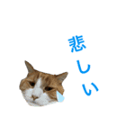 しばキャッツ（個別スタンプ：13）