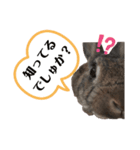 うさぎのここちゃんスタンプ（lukacoco）（個別スタンプ：6）