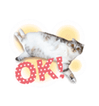猫のぐうスタンプ（個別スタンプ：2）