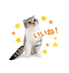 猫のぐうスタンプ（個別スタンプ：3）