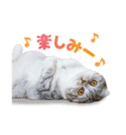 猫のぐうスタンプ（個別スタンプ：5）