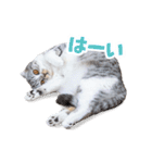 猫のぐうスタンプ（個別スタンプ：6）