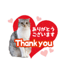 猫のぐうスタンプ（個別スタンプ：7）