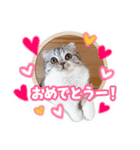 猫のぐうスタンプ（個別スタンプ：8）