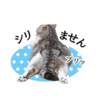 猫のぐうスタンプ（個別スタンプ：10）