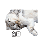 猫のぐうスタンプ（個別スタンプ：11）